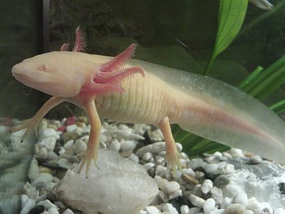 Ambystoma Axolotl