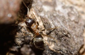 Mravce a mravec