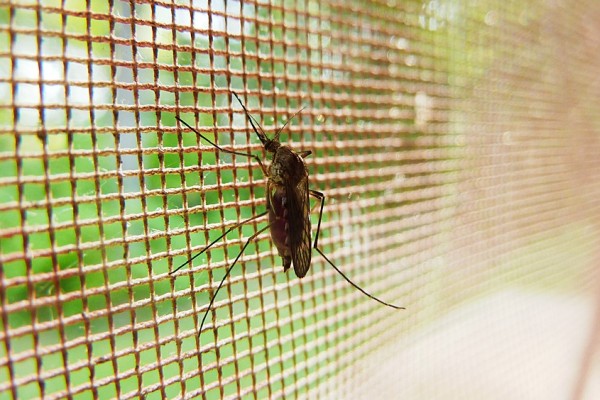 Komár a zabezpečenie sieťkou