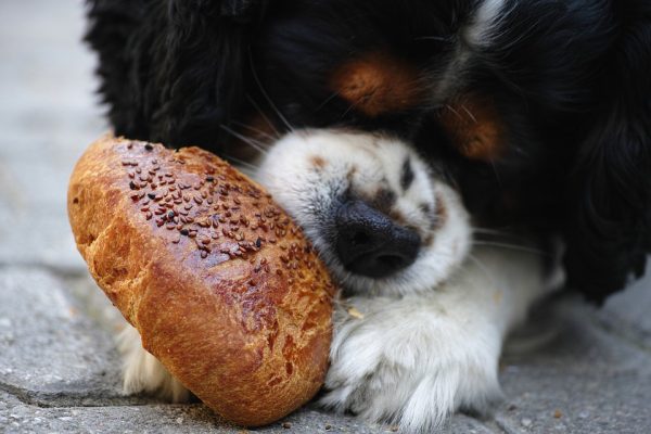 potraviny nevhodné pre psa