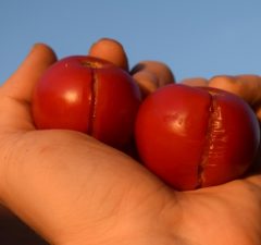 popraskané rajčiny, problémy v záhrade