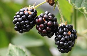 černice a černicia ako bobuľové ovocie