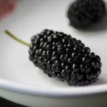 Moruša môže byť bezsemenná (morus seedless). Kde sa uplatní?