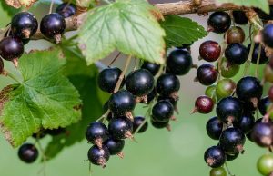 Čierne ríbezle, bobuľové ovocie