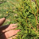 Beauveria bassiana, cenná bio-huba ničiaca škodcov v záhrade