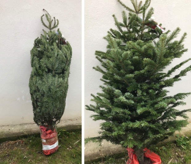 živý vianočný stromček jedlička nodrmannova