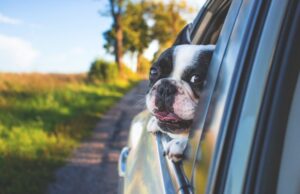 Pes cestovanie v aute