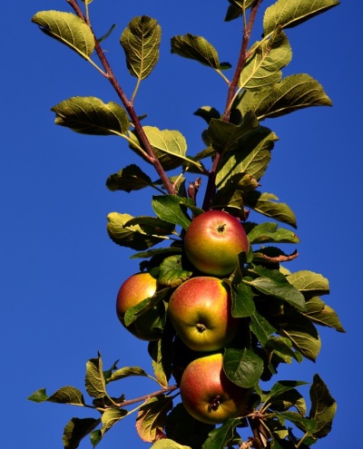 Stĺpovité jablone