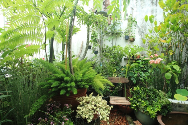 Strešná záhrada