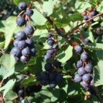 Muchovník kanadský (Amelanchier canadensis): na čo použiť jeho plody?