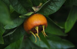 mišpula, ovocný strom