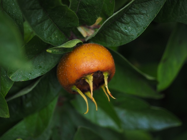 mišpula, ovocný strom