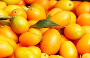 Citrusové ovocie kumquat a pestovanie