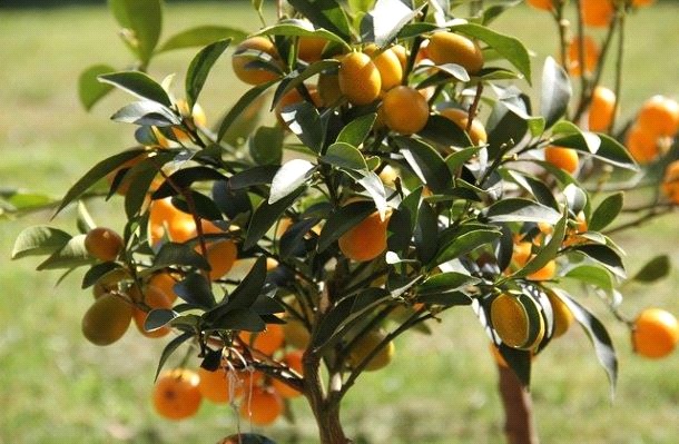 Citrusové ovocie kumquat a pestovanie