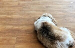 vynilová podlaha a pes