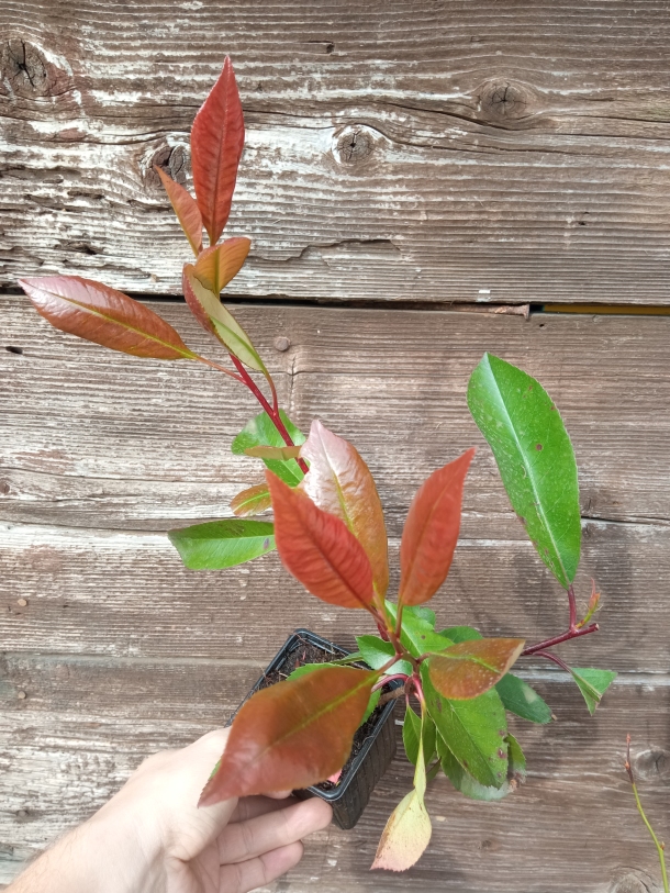 Red Robin Photinia Fraseri mladá rastlinka