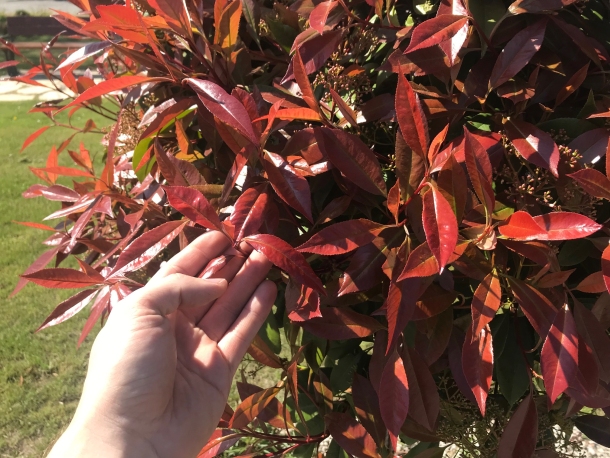 Fotínia červienka red robin