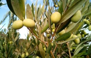 olivovník s olivami