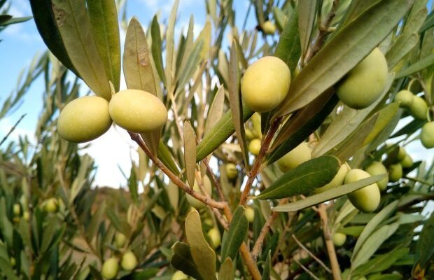 olivovník s olivami