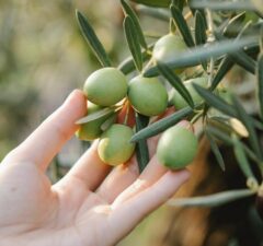 Olivy a pestovanie olivovníka
