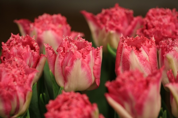 riasený tulipán rozstrapkateľný