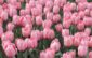 Ružové tulipány