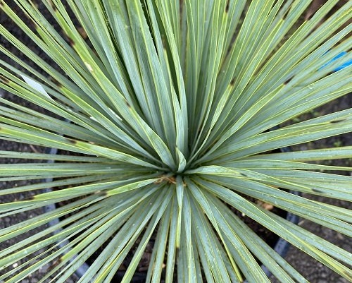 yucca rostrata, mladá rastlina juky