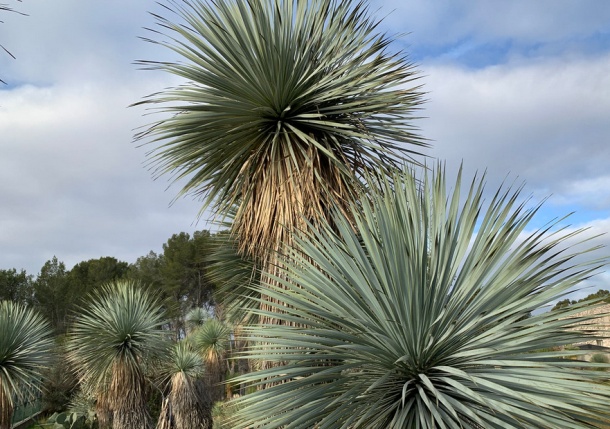 Yucca rostrata juka stormová