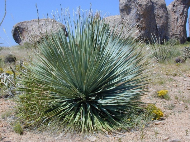 Yucca Rostrata, juka stromová