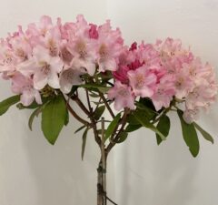Rododendron jakušimský kalinka na kmienku