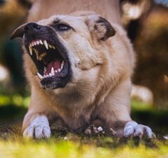 agresivita psov, útok a bitka psov, prvá pomoc