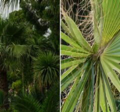 palma konopná