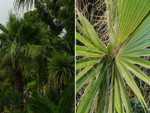 palma konopná