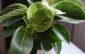 Philodendron birkin rastlina izbová