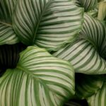 Kalatea guľatolistá (calathea orbifolia): kráľovná interiérovej zelene
