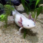 Ako chovať mloka axolotla (Ambystoma mexicanum) a zaujímavosti