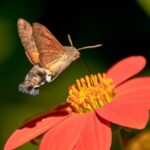 Lišaj marinkový (Macroglossum stellatarum) krásny „falošný“ kolibrík