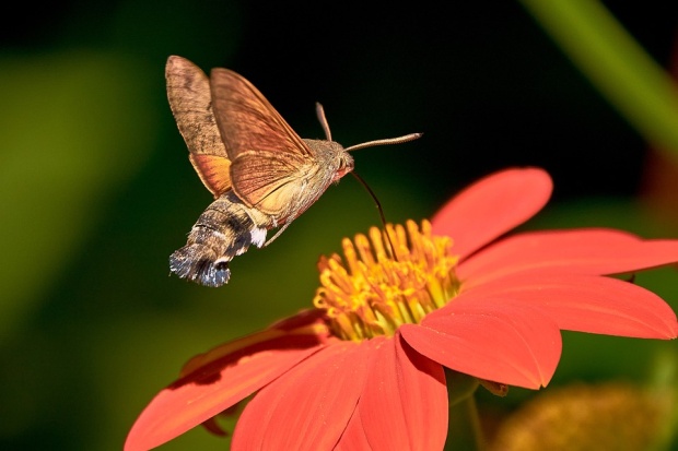 Lišaj marinkový (Macroglossum stellatarum)