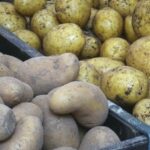 Kedy sadiť zemiaky: termíny, teplota pôdy a najčastejšie chyby