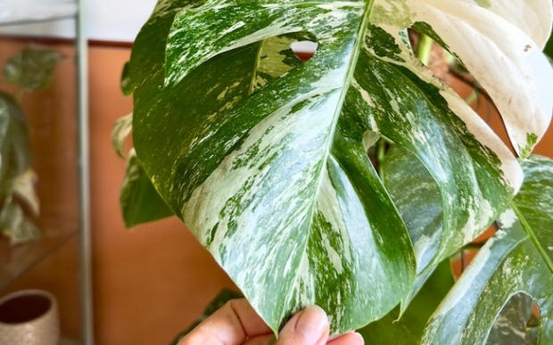 Monstera alba, biela monstera rastliny v predaji