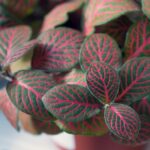 Fittonia: malá izbová rastlina, ktorá nadchne listami