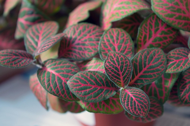 Fittonia rastlina interiérová