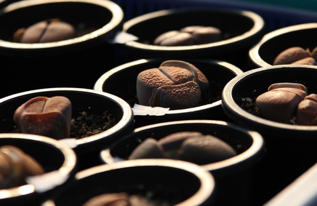 lithops živé kamene