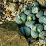 Lithops – živé kamene: originál púštne sukulenty (kameňovce)