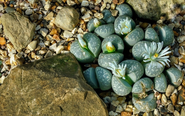 lithops živé kamene