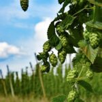 Chmeľ (Humulus lupulus) poslúži aj ako okrasná ťahavá rastlina