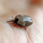 Prevencia pred kliešťom: ako prebieha a pomáha očkovanie