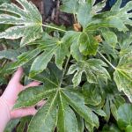 Arália japonská (Fatsia): ideálna do tieňa, interiéru aj exteriéru