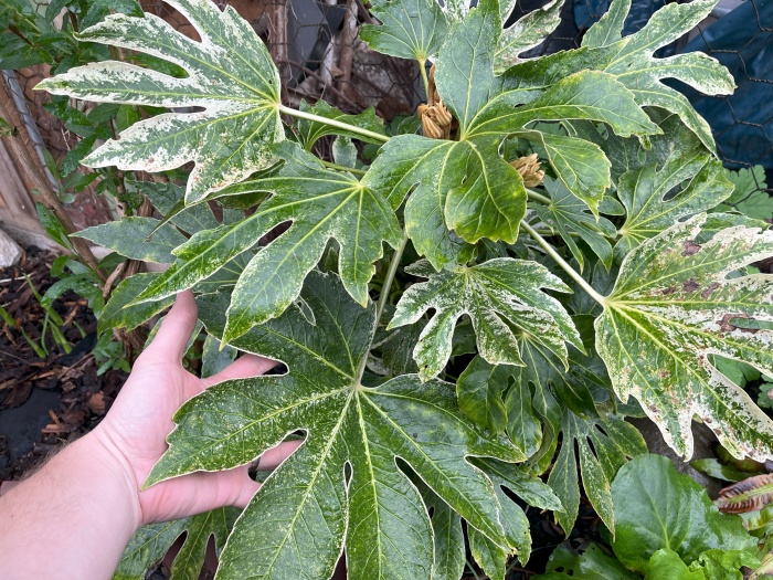 arália fatsia v záhrade po zime