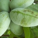 Pawpaw (Asimina triloba) tropické ovocie vypestujete bez skleníka